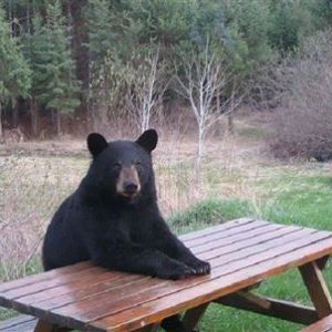 bear-at-picnic-table